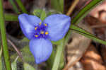 Hairyflower spiderwort